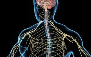 medical illustration of person and nervous system