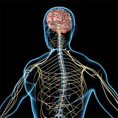 medical illustration of person and nervous system